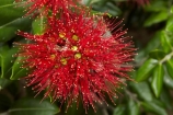 crimson;flower;flowers;green;Karikari-Peninsula;Matai-Bay;metrosideros-excelsa;N.I.;N.Z.;native;native-plant;native-plants;New-Zealand;NI;North-Is;North-Is.;North-Island;Northland;NZ;plant;plants;pohutakawa;pohutakawas;pohutukawa;pohutukawa-flower;pohutukawa-flowers;pohutukawa-tree;pohutukawa-trees;pohutukawas;red;summer;tree;trees