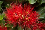crimson;flower;flowers;green;Karikari-Peninsula;Matai-Bay;metrosideros-excelsa;N.I.;N.Z.;native;native-plant;native-plants;New-Zealand;NI;North-Is;North-Is.;North-Island;Northland;NZ;plant;plants;pohutakawa;pohutakawas;pohutukawa;pohutukawa-flower;pohutukawa-flowers;pohutukawa-tree;pohutukawa-trees;pohutukawas;red;summer;tree;trees