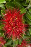 crimson;flower;flowers;green;Karikari-Peninsula;Matai-Bay;metrosideros-excelsa;N.I.;N.Z.;native;native-plant;native-plants;New-Zealand;NI;North-Is;North-Is.;North-Island;Northland;NZ;plant;plants;pohutakawa;pohutakawas;pohutukawa;pohutukawa-flower;pohutukawa-flowers;pohutukawa-tree;pohutukawa-trees;pohutukawas;red;summer;tree;trees