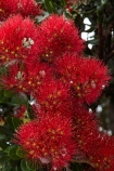 Bay-of-Is;Bay-of-Islands;close-up;close_up;closeup;crimson;flower;flowers;metrosideros-excelsa;N.I.;N.Z.;native;native-plant;native-plants;New-Zealand;NI;North-Is;North-Is.;North-Island;Northland;NZ;Paihia;plant;plants;pohutakawa;pohutakawas;pohutukawa;pohutukawa-flower;pohutukawa-flowers;pohutukawa-tree;pohutukawa-trees;pohutukawas;red;summer;tree;trees