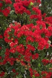 Bay-of-Is;Bay-of-Islands;crimson;flower;flowers;metrosideros-excelsa;N.I.;N.Z.;native;native-plant;native-plants;New-Zealand;NI;North-Is;North-Is.;North-Island;Northland;NZ;Paihia;plant;plants;pohutakawa;pohutakawas;pohutukawa;pohutukawa-flower;pohutukawa-flowers;pohutukawa-tree;pohutukawa-trees;pohutukawas;red;summer;tree;trees