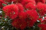 Bay-of-Is;Bay-of-Islands;close-up;close_up;closeup;crimson;flower;flowers;metrosideros-excelsa;N.I.;N.Z.;native;native-plant;native-plants;New-Zealand;NI;North-Is;North-Is.;North-Island;Northland;NZ;Paihia;plant;plants;pohutakawa;pohutakawas;pohutukawa;pohutukawa-flower;pohutukawa-flowers;pohutukawa-tree;pohutukawa-trees;pohutukawas;red;summer;tree;trees