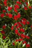 Central-Otago;crimson;flower;flowers;Metrosideros-umbellata;N.Z.;native;native-plant;native-plants;New-Zealand;NZ;Otago;plant;plants;rata;rata-flower;rata-flowers;Rata-tree;rata-trees;ratas;red;S.I.;SI;South-Is.;South-Island;summer;tree;trees