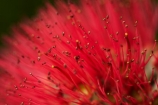 crimson;crimson-flower;crimson-flowers;Dunedin;flower;flowers;metrosideros-excelsa;N.Z.;native;native-plant;native-plants;New-Zealand;NZ;Otago;plant;plants;pohutakawa;pohutakawas;pohutukawa;pohutukawa-flower;pohutukawa-flowers;pohutukawa-tree;pohutukawa-trees;pohutukawas;red;red-flower;red-flowers;S.I.;SI;South-Is;South-Island;summer;tree;trees