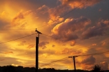 cloud;clouds;Dunedin;dusk;evening;line;lines;N.Z.;New-Zealand;nightfall;NZ;orange;Otago;pole;poles;post;posts;power-line;power-lines;power-pole;power-poles;S.I.;SI;skies;sky;South-Is.;South-Island;sunset;sunsets;telegraph-line;telegraph-lines;telegraph-pole;telegraph-poles;twilight;wire;wires