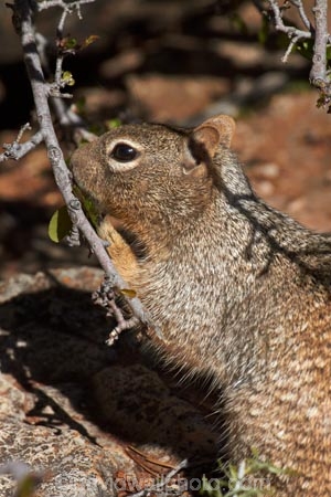 America;American-Southwest;animal;animals;Arizona;AZ;Gran-CaÃ±Ã³n;Grand-Canyon;Grand-Canyon-National-Park;Grand-Canyon-South-Rim;mammal;mammals;Ongtupqa;Rock-Squirrel;Rock-Squirrels;South-Rim;South-Rim-Grand-Canyon;South-west-United-States;South-west-US;South-west-USA;South-western-United-States;South-western-US;South-western-USA;Southwest-United-States;Southwest-US;Southwest-USA;Southwestern-United-States;Southwestern-US;Southwestern-USA;Spermophilus-variegatus;Squirrel;Squirrels;States;Sth-Rim;The-Grand-Canyon;the-Southwest;U.S.A;UN-world-heritage-area;UN-world-heritage-site;UNESCO-World-Heritage-area;UNESCO-World-Heritage-Site;united-nations-world-heritage-area;united-nations-world-heritage-site;United-States;United-States-of-America;USA;Wi:kai:la;wildlife;world-heritage;world-heritage-area;world-heritage-areas;World-Heritage-Park;World-Heritage-site;World-Heritage-Sites