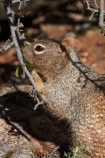 America;American-Southwest;animal;animals;Arizona;AZ;Gran-CaÃ±Ã³n;Grand-Canyon;Grand-Canyon-National-Park;Grand-Canyon-South-Rim;mammal;mammals;Ongtupqa;Rock-Squirrel;Rock-Squirrels;South-Rim;South-Rim-Grand-Canyon;South-west-United-States;South-west-US;South-west-USA;South-western-United-States;South-western-US;South-western-USA;Southwest-United-States;Southwest-US;Southwest-USA;Southwestern-United-States;Southwestern-US;Southwestern-USA;Spermophilus-variegatus;Squirrel;Squirrels;States;Sth-Rim;The-Grand-Canyon;the-Southwest;U.S.A;UN-world-heritage-area;UN-world-heritage-site;UNESCO-World-Heritage-area;UNESCO-World-Heritage-Site;united-nations-world-heritage-area;united-nations-world-heritage-site;United-States;United-States-of-America;USA;Wi:kai:la;wildlife;world-heritage;world-heritage-area;world-heritage-areas;World-Heritage-Park;World-Heritage-site;World-Heritage-Sites