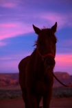 America;American-Southwest;Arizona;AZ;Colorado-Plateau;Colorado-Plateau-Province;dusk;equestrian;evening;horse;horses;Monument-Valley;Monument-Valley-Navajo-Tribal-Park;Navajo-Indian-Reservation;Navajo-Nation;Navajo-Nation-Reservation;Navajo-Reservation;night;night_time;nightfall;Oljato;Oljato-Monument-Valley;Oljato_Monument-Valley;South-west-United-States;South-west-US;South-west-USA;South-western-United-States;South-western-US;South-western-USA;Southwest-United-States;Southwest-US;Southwest-USA;Southwestern-United-States;Southwestern-US;Southwestern-USA;States;sunset;sunsets;the-Southwest;TsÃ©-Bii-Ndzisgaii;twilight;U.S.A;United-States;United-States-of-America;USA;UT;Utah;valley-of-the-rocks