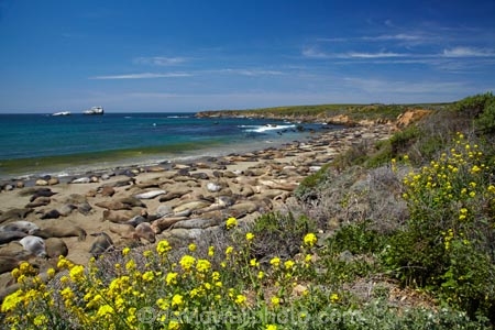 America;American;animal;animals;Big-Sur;CA;California;California-1;California-Central-Coast;California-State-Route-1;Central-Coast;coast;coastal;coastline;coastlines;coasts;crowd;crowded;crowds;elephant-seal;Elephant-seal-colony;elephant-seals;mammal;mammals;marine-mammal;marine-mammals;Mirounga-angustirostris;Northern-Elephant-Seal;ocean;oceans;Pacific;Pacific-Coast;Pacific-Coast-Highway;Pacific-Coast-Road;Pacific-Ocean;Piedras-Blancas;Piedras-Blancas-elephant-seal-rookery;Piedras-Blancas-rookery;Point-Piedras-Blancas;rookeries;rookery;San-Simeon;sea;seal;Seal-colony;Seal-rookery;seals;seas;shore;shoreline;shorelines;shores;States;The-Big-Sur;The-Central-Coast;U.S.A;United-States;United-States-of-America;USA;water;West-Coast;West-United-States;West-US;West-USA;Western-United-States;Western-US;Western-USA;wildlife