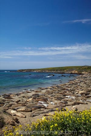 America;American;animal;animals;Big-Sur;CA;California;California-1;California-Central-Coast;California-State-Route-1;Central-Coast;coast;coastal;coastline;coastlines;coasts;crowd;crowded;crowds;elephant-seal;Elephant-seal-colony;elephant-seals;mammal;mammals;marine-mammal;marine-mammals;Mirounga-angustirostris;Northern-Elephant-Seal;ocean;oceans;Pacific;Pacific-Coast;Pacific-Coast-Highway;Pacific-Coast-Road;Pacific-Ocean;Piedras-Blancas;Piedras-Blancas-elephant-seal-rookery;Piedras-Blancas-rookery;Point-Piedras-Blancas;rookeries;rookery;San-Simeon;sea;seal;Seal-colony;Seal-rookery;seals;seas;shore;shoreline;shorelines;shores;States;The-Big-Sur;The-Central-Coast;U.S.A;United-States;United-States-of-America;USA;water;West-Coast;West-United-States;West-US;West-USA;Western-United-States;Western-US;Western-USA;wildlife