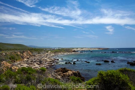 America;American;animal;animals;Big-Sur;CA;California;California-1;California-Central-Coast;California-State-Route-1;Central-Coast;coast;coastal;coastline;coastlines;coasts;crowd;crowded;crowds;elephant-seal;Elephant-seal-colony;elephant-seals;mammal;mammals;marine-mammal;marine-mammals;Mirounga-angustirostris;Northern-Elephant-Seal;ocean;oceans;Pacific;Pacific-Coast;Pacific-Coast-Highway;Pacific-Coast-Road;Pacific-Ocean;Piedras-Blancas;Piedras-Blancas-elephant-seal-rookery;Piedras-Blancas-rookery;Point-Piedras-Blancas;rookeries;rookery;San-Simeon;sea;seal;Seal-colony;Seal-rookery;seals;seas;shore;shoreline;shorelines;shores;States;The-Big-Sur;The-Central-Coast;U.S.A;United-States;United-States-of-America;USA;water;West-Coast;West-United-States;West-US;West-USA;Western-United-States;Western-US;Western-USA;wildlife