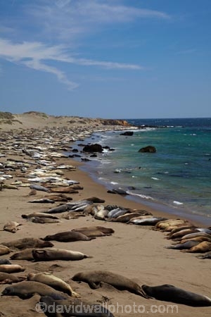 America;American;animal;animals;Big-Sur;CA;California;California-1;California-Central-Coast;California-State-Route-1;Central-Coast;coast;coastal;coastline;coastlines;coasts;crowd;crowded;crowds;elephant-seal;Elephant-seal-colony;elephant-seals;mammal;mammals;marine-mammal;marine-mammals;Mirounga-angustirostris;Northern-Elephant-Seal;ocean;oceans;Pacific;Pacific-Coast;Pacific-Coast-Highway;Pacific-Coast-Road;Pacific-Ocean;Piedras-Blancas;Piedras-Blancas-elephant-seal-rookery;Piedras-Blancas-rookery;Point-Piedras-Blancas;rookeries;rookery;San-Simeon;sea;seal;Seal-colony;Seal-rookery;seals;seas;shore;shoreline;shorelines;shores;States;The-Big-Sur;The-Central-Coast;U.S.A;United-States;United-States-of-America;USA;water;West-Coast;West-United-States;West-US;West-USA;Western-United-States;Western-US;Western-USA;wildlife