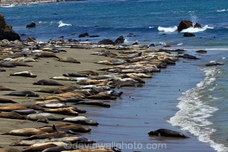 America;American;animal;animals;Big-Sur;CA;California;California-1;California-Central-Coast;California-State-Route-1;Central-Coast;coast;coastal;coastline;coastlines;coasts;crowd;crowded;crowds;elephant-seal;Elephant-seal-colony;elephant-seals;mammal;mammals;marine-mammal;marine-mammals;Mirounga-angustirostris;Northern-Elephant-Seal;ocean;oceans;Pacific;Pacific-Coast;Pacific-Coast-Highway;Pacific-Coast-Road;Pacific-Ocean;Piedras-Blancas;Piedras-Blancas-elephant-seal-rookery;Piedras-Blancas-rookery;Point-Piedras-Blancas;rookeries;rookery;San-Simeon;sea;seal;Seal-colony;Seal-rookery;seals;seas;shore;shoreline;shorelines;shores;States;The-Big-Sur;The-Central-Coast;U.S.A;United-States;United-States-of-America;USA;water;West-Coast;West-United-States;West-US;West-USA;Western-United-States;Western-US;Western-USA;wildlife