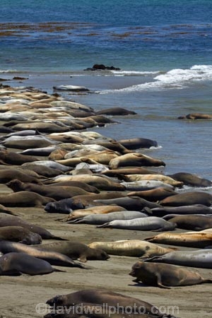 America;American;animal;animals;Big-Sur;CA;California;California-1;California-Central-Coast;California-State-Route-1;Central-Coast;coast;coastal;coastline;coastlines;coasts;crowd;crowded;crowds;elephant-seal;Elephant-seal-colony;elephant-seals;mammal;mammals;marine-mammal;marine-mammals;Mirounga-angustirostris;Northern-Elephant-Seal;ocean;oceans;Pacific;Pacific-Coast;Pacific-Coast-Highway;Pacific-Coast-Road;Pacific-Ocean;Piedras-Blancas;Piedras-Blancas-elephant-seal-rookery;Piedras-Blancas-rookery;Point-Piedras-Blancas;rookeries;rookery;San-Simeon;sea;seal;Seal-colony;Seal-rookery;seals;seas;shore;shoreline;shorelines;shores;States;The-Big-Sur;The-Central-Coast;U.S.A;United-States;United-States-of-America;USA;water;West-Coast;West-United-States;West-US;West-USA;Western-United-States;Western-US;Western-USA;wildlife