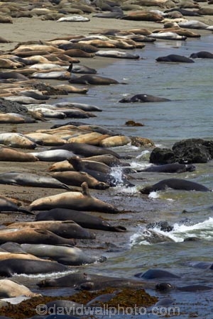 America;American;animal;animals;Big-Sur;CA;California;California-1;California-Central-Coast;California-State-Route-1;Central-Coast;coast;coastal;coasts;crowd;crowded;crowds;elephant-seal;Elephant-seal-colony;elephant-seals;mammal;mammals;marine-mammal;marine-mammals;Mirounga-angustirostris;Northern-Elephant-Seal;Pacific-Coast-Highway;Pacific-Coast-Road;Piedras-Blancas;Piedras-Blancas-elephant-seal-rookery;Piedras-Blancas-rookery;Point-Piedras-Blancas;rookeries;rookery;San-Simeon;seal;Seal-colony;Seal-rookery;seals;States;The-Big-Sur;The-Central-Coast;U.S.A;United-States;United-States-of-America;USA;West-Coast;West-United-States;West-US;West-USA;Western-United-States;Western-US;Western-USA;wildlife