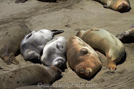 America;American;animal;animals;Big-Sur;CA;California;California-1;California-Central-Coast;California-State-Route-1;Central-Coast;coast;coastal;coasts;elephant-seal;Elephant-seal-colony;elephant-seals;mammal;mammals;marine-mammal;marine-mammals;Mirounga-angustirostris;Northern-Elephant-Seal;Pacific-Coast-Highway;Pacific-Coast-Road;Piedras-Blancas;Piedras-Blancas-elephant-seal-rookery;Piedras-Blancas-rookery;Point-Piedras-Blancas;rookeries;rookery;San-Simeon;seal;Seal-colony;Seal-rookery;seals;States;The-Big-Sur;The-Central-Coast;U.S.A;United-States;United-States-of-America;USA;West-Coast;West-United-States;West-US;West-USA;Western-United-States;Western-US;Western-USA;wildlife
