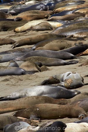 America;American;animal;animals;Big-Sur;CA;California;California-1;California-Central-Coast;California-State-Route-1;Central-Coast;coast;coastal;coasts;crowd;crowded;crowds;elephant-seal;Elephant-seal-colony;elephant-seals;mammal;mammals;marine-mammal;marine-mammals;Mirounga-angustirostris;Northern-Elephant-Seal;Pacific-Coast-Highway;Pacific-Coast-Road;pattern;patterns;Piedras-Blancas;Piedras-Blancas-elephant-seal-rookery;Piedras-Blancas-rookery;Point-Piedras-Blancas;rookeries;rookery;San-Simeon;seal;Seal-colony;Seal-rookery;seals;States;The-Big-Sur;The-Central-Coast;U.S.A;United-States;United-States-of-America;USA;West-Coast;West-United-States;West-US;West-USA;Western-United-States;Western-US;Western-USA;wildlife