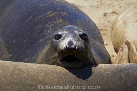 America;American;animal;animals;Big-Sur;CA;California;California-1;California-Central-Coast;California-State-Route-1;Central-Coast;coast;coastal;coasts;elephant-seal;Elephant-seal-colony;elephant-seals;mammal;mammals;marine-mammal;marine-mammals;Mirounga-angustirostris;Northern-Elephant-Seal;Pacific-Coast-Highway;Pacific-Coast-Road;Piedras-Blancas;Piedras-Blancas-elephant-seal-rookery;Piedras-Blancas-rookery;Point-Piedras-Blancas;rookeries;rookery;San-Simeon;seal;Seal-colony;Seal-rookery;seals;States;The-Big-Sur;The-Central-Coast;U.S.A;United-States;United-States-of-America;USA;West-Coast;West-United-States;West-US;West-USA;Western-United-States;Western-US;Western-USA;wildlife