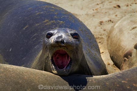 America;American;animal;animals;Big-Sur;CA;California;California-1;California-Central-Coast;California-State-Route-1;Central-Coast;coast;coastal;coasts;elephant-seal;Elephant-seal-colony;elephant-seals;mammal;mammals;marine-mammal;marine-mammals;Mirounga-angustirostris;Northern-Elephant-Seal;Pacific-Coast-Highway;Pacific-Coast-Road;Piedras-Blancas;Piedras-Blancas-elephant-seal-rookery;Piedras-Blancas-rookery;Point-Piedras-Blancas;rookeries;rookery;San-Simeon;seal;Seal-colony;Seal-rookery;seals;States;The-Big-Sur;The-Central-Coast;U.S.A;United-States;United-States-of-America;USA;West-Coast;West-United-States;West-US;West-USA;Western-United-States;Western-US;Western-USA;wildlife