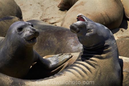 America;American;animal;animals;Big-Sur;CA;California;California-1;California-Central-Coast;California-State-Route-1;Central-Coast;coast;coastal;coasts;elephant-seal;Elephant-seal-colony;elephant-seals;mammal;mammals;marine-mammal;marine-mammals;Mirounga-angustirostris;Northern-Elephant-Seal;Pacific-Coast-Highway;Pacific-Coast-Road;Piedras-Blancas;Piedras-Blancas-elephant-seal-rookery;Piedras-Blancas-rookery;Point-Piedras-Blancas;rookeries;rookery;San-Simeon;seal;Seal-colony;Seal-rookery;seals;States;The-Big-Sur;The-Central-Coast;U.S.A;United-States;United-States-of-America;USA;West-Coast;West-United-States;West-US;West-USA;Western-United-States;Western-US;Western-USA;wildlife