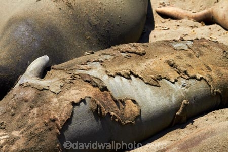 America;American;animal;animals;Big-Sur;CA;California;California-1;California-Central-Coast;California-State-Route-1;Central-Coast;coast;coastal;coasts;elephant-seal;Elephant-seal-colony;elephant-seals;fur;mammal;mammals;marine-mammal;marine-mammals;Mirounga-angustirostris;molt;molting;molting-season;moult;moulting;moulting-season;Northern-Elephant-Seal;Pacific-Coast-Highway;Pacific-Coast-Road;Piedras-Blancas;Piedras-Blancas-elephant-seal-rookery;Piedras-Blancas-rookery;Point-Piedras-Blancas;rookeries;rookery;San-Simeon;seal;Seal-colony;Seal-rookery;seals;shedd;shedding;slough;sloughing;States;The-Big-Sur;The-Central-Coast;U.S.A;United-States;United-States-of-America;USA;West-Coast;West-United-States;West-US;West-USA;Western-United-States;Western-US;Western-USA;wildlife