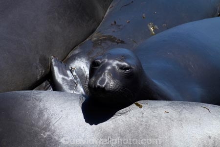 America;American;animal;animals;Big-Sur;CA;California;California-1;California-Central-Coast;California-State-Route-1;Central-Coast;coast;coastal;coasts;elephant-seal;Elephant-seal-colony;elephant-seals;mammal;mammals;marine-mammal;marine-mammals;Mirounga-angustirostris;Northern-Elephant-Seal;Pacific-Coast-Highway;Pacific-Coast-Road;Piedras-Blancas;Piedras-Blancas-elephant-seal-rookery;Piedras-Blancas-rookery;Point-Piedras-Blancas;rookeries;rookery;San-Simeon;seal;Seal-colony;Seal-rookery;seals;States;The-Big-Sur;The-Central-Coast;U.S.A;United-States;United-States-of-America;USA;West-Coast;West-United-States;West-US;West-USA;Western-United-States;Western-US;Western-USA;wildlife
