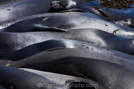 America;American;animal;animals;Big-Sur;CA;California;California-1;California-Central-Coast;California-State-Route-1;Central-Coast;coast;coastal;coasts;crowd;crowded;crowds;elephant-seal;Elephant-seal-colony;elephant-seals;mammal;mammals;marine-mammal;marine-mammals;Mirounga-angustirostris;Northern-Elephant-Seal;Pacific-Coast-Highway;Pacific-Coast-Road;pattern;patterns;Piedras-Blancas;Piedras-Blancas-elephant-seal-rookery;Piedras-Blancas-rookery;Point-Piedras-Blancas;rookeries;rookery;San-Simeon;seal;Seal-colony;Seal-rookery;seals;States;The-Big-Sur;The-Central-Coast;U.S.A;United-States;United-States-of-America;USA;West-Coast;West-United-States;West-US;West-USA;Western-United-States;Western-US;Western-USA;wildlife
