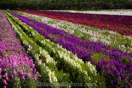 America;American;bloom;blooming;blooms;CA;California;Central-Coast;color;colorful;colors;colour;colourful;colours;country;countryside;cultivation;farm;farming;farmland;farms;field;fields;flora;floral;flower;flowers;fresh;garden;grow;growing;growth;horticulture;Lompoc;mauve;paddock;paddocks;pink;purple;renew;row;rows;rural;Santa-Barbara-County;season;seasonal;seasons;spring;springtime;States;flower-growing;flower-field;U.S.A;United-States;United-States-of-America;USA;violet;West-Coast;West-United-States;West-US;West-USA;Western-United-States;Western-US;Western-USA