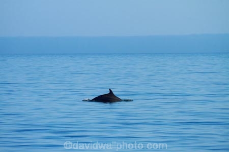 America;American;CA;California;California-1;California-State-Route-1;Central-Coast;coast;coastal;coastline;coastlines;coasts;County-of-Santa-Barbara;dolphin;dolphins;El-Capitan-State-Beach;El-CapitÃ¡n-State-Beach;environment;environmental;marine-mammal;marine-mammals;ocean;oceans;Pacific-Coast-Highway;Pacific-Coast-Road;Pacific-Ocean;Santa-Barbara-County;sea;seas;shore;shoreline;shorelines;shores;States;The-Central-Coast;U.S.A;United-States;United-States-of-America;USA;water;West-Coast;West-United-States;West-US;West-USA;Western-United-States;Western-US;Western-USA;wildlife