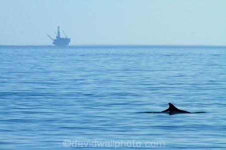 America;American;CA;California;California-1;California-State-Route-1;Central-Coast;coast;coastal;coastline;coastlines;coasts;County-of-Santa-Barbara;dolphin;dolphins;drilling-platform;drilling-platforms;drilling-rig;drilling-rigs;drillrig;drillrigs;El-Capitan-State-Beach;El-CapitÃ¡n-State-Beach;environment;environmental;marine-mammal;marine-mammals;ocean;oceans;offshore-rig;offshore-rigs;oil-platform;oil-platforms;oil-rig;oil-rigs;oilrig;oilrigs;Pacific-Coast;Pacific-Coast-Highway;Pacific-Coast-Road;Pacific-Ocean;rig;rigs;Santa-Barbara-County;sea;seas;shore;shoreline;shorelines;shores;States;The-Central-Coast;U.S.A;United-States;United-States-of-America;USA;water;West-Coast;West-United-States;West-US;West-USA;Western-United-States;Western-US;Western-USA;wildlife