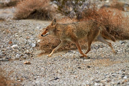 8252;against;america;american;American-jackal;American-jackals;badwater;Badwater-Basin;basin;brush-wolf;brush-wolves;bush;CA;california;camouflage;camouflaged;Canid;Canidae;Canids;canis;Canis-latrans;Carnivora;carnivore;carnivores;coyote;coyotes;death;Death-Valley;Death-Valley-N.P.;Death-Valley-National-Park;desert;dry;Great-Basin;International-Biosphere-Reserve;latrans;Mammal;Mammals;mojave;Mojave-Desert;national;national-park;National-parks;omnivore;omnivores;park;prairie-wolf;prairie-wolves;predator;predators;states;The-Great-Basin;U.S.A;United-States;United-States-of-America;usa;valley;west-coast;West-United-States;West-US;West-USA;Western-United-States;Western-US;Western-USA;wilderness-area;Wildlife