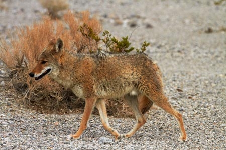 8272;against;america;american;American-jackal;American-jackals;badwater;Badwater-Basin;basin;brush-wolf;brush-wolves;bush;CA;california;camouflage;camouflaged;Canid;Canidae;Canids;canis;Canis-latrans;Carnivora;carnivore;carnivores;coyote;coyotes;death;Death-Valley;Death-Valley-N.P.;Death-Valley-National-Park;desert;dry;Great-Basin;International-Biosphere-Reserve;latrans;Mammal;Mammals;mojave;Mojave-Desert;national;national-park;National-parks;omnivore;omnivores;park;prairie-wolf;prairie-wolves;predator;predators;states;The-Great-Basin;U.S.A;United-States;United-States-of-America;usa;valley;west-coast;West-United-States;West-US;West-USA;Western-United-States;Western-US;Western-USA;wilderness-area;Wildlife