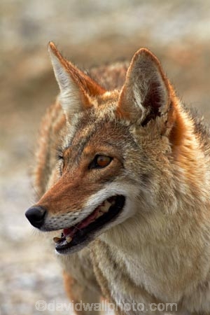 8355;america;american;American-jackal;American-jackals;badwater;Badwater-Basin;basin;brush-wolf;brush-wolves;CA;california;Canid;Canidae;Canids;canis;Canis-latrans;Carnivora;carnivore;carnivores;Close-up;Closeup;close_up;coyote;coyotes;death;Death-Valley;Death-Valley-N.P.;Death-Valley-National-Park;desert;Great-Basin;International-Biosphere-Reserve;latrans;Mammal;Mammals;mojave;Mojave-Desert;national;national-park;National-parks;omnivore;omnivores;park;Portrait;portraits;prairie-wolf;prairie-wolves;predator;predators;states;The-Great-Basin;U.S.A;United-States;United-States-of-America;usa;valley;west-coast;West-United-States;West-US;West-USA;Western-United-States;Western-US;Western-USA;wilderness-area;Wildlife