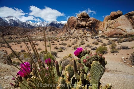 Alabama-Hills;Alabama-Hills-Beavertail;Alabama-Hills-Beavertail-Prickly-Pear;Alabama-Hills-Recreation-Area;America;American;Beavertail-Cacti;Beavertail-Cactus;Beavertail-Prickly-Pear;Beavertail-Prickly-Pears;Beavertail-Pricklypear;Beavertail-Pricklypears;BLM-Alabama-Hills-Recreation-Area;CA;Cactaceae;cactus-flower;cactus-flowers;California;flower;flowers;Inyo-County;Lone-Pine;mountain;mountain-range;mountain-ranges;mountains-range;Opuntia-basilaris-subsp.-whitneyana;Opuntia-basilaris-var.-whitneyana;Opuntia-basilaris-whitneyana;Opuntia-whitneyana;Owens-Valley;pink;pink-flower;pink-flowers;prickly-pear-cactus;pricklypear-cactus;ranges;Sierra-Nevada;Sierra-Nevada-Mountain-Range;Sierra-Nevadas;snow;snow-capped;snow_capped;snowcapped;snowy;States;succulent;U.S.A;United-States;United-States-of-America;USA;West-Coast;West-United-States;West-US;West-USA;Western-United-States;Western-US;Western-USA;wildflower;wildflowers