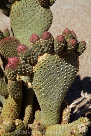 Alabama-Hills;Alabama-Hills-Beavertail;Alabama-Hills-Beavertail-Prickly-Pear;Alabama-Hills-Recreation-Area;America;American;Beavertail-Cacti;Beavertail-Cactus;Beavertail-Prickly-Pear;Beavertail-Prickly-Pears;Beavertail-Pricklypear;Beavertail-Pricklypears;BLM-Alabama-Hills-Recreation-Area;CA;Cactaceae;cactus-flower;cactus-flowers;California;flower;flowers;Inyo-County;Lone-Pine;Opuntia-basilaris-subsp.-whitneyana;Opuntia-basilaris-var.-whitneyana;Opuntia-basilaris-whitneyana;Opuntia-whitneyana;Owens-Valley;pink;pink-flower;pink-flowers;prickly-pear-cactus;pricklypear-cactus;Sierra-Nevada-Mountain-Range;States;succulent;U.S.A;United-States;United-States-of-America;USA;West-Coast;West-United-States;West-US;West-USA;Western-United-States;Western-US;Western-USA;wildflower;wildflowers