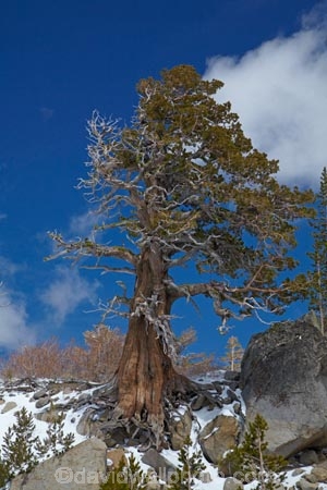 altitude;America;American;CA;California;Carson-Pass;Carson-Pass-Highway;Carson-Pass-summit;cold;conifer;conifers;Eldorado-National-Forest;forest;forests;Kit-Carson-Pass;mountain;mountain-range;mountain-ranges;mountains-range;Pacific-Crest-Trail;pass;passes;ranges;Sierra-Nevada;Sierra-Nevada-Mountain-Range;Sierra-Nevadas;snow;snow-capped;snow_capped;snowcapped;snowy;spring;spring-time;spring_time;SR-88;State-Route-88;States;summit;summits;tree;trees;U.S.A;United-States;United-States-of-America;USA;West-Coast;West-United-States;West-US;West-USA;Western-United-States;Western-US;Western-USA