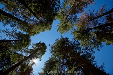 America;American;CA;California;conifer;coniferous-tree;coniferous-trees;conifers;Crane-Flat;forest;forested;forests;giant-redwood;giant-sequoia;giant-sequoia-grove;giant-sequoia-groves;giant-sequoias;national-park;national-parks;redwoods;sequoia;sequoia-grove;sequoia-groves;Sequoiadendron;Sequoiadendron-giganteum;sequoias;Sierra-Nevada;Sierra-Nevada-foothills;Sierra-redwood;Sierran-redwood;sky;States;tree;trees;Tuolumne-Grove;Tuolumne-Sequoia-Grove;U.S.A;UN-world-heritage-area;UN-world-heritage-site;UNESCO-World-Heritage-area;UNESCO-World-Heritage-Site;united-nations-world-heritage-area;united-nations-world-heritage-site;United-States;United-States-of-America;USA;Wellingtonia;West-Coast;West-United-States;West-US;West-USA;Western-United-States;Western-US;Western-USA;wood;woods;world-heritage;world-heritage-area;world-heritage-areas;World-Heritage-Park;World-Heritage-site;World-Heritage-Sites;Yosemite;Yosemite-N.P.;Yosemite-Nat-Pk;Yosemite-National-Park;Yosemite-NP