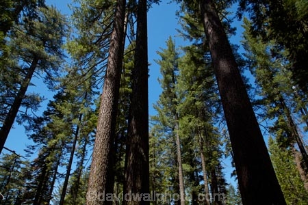 America;American;CA;California;conifer;coniferous-tree;coniferous-trees;conifers;Crane-Flat;forest;forested;forests;giant-redwood;giant-sequoia;giant-sequoia-grove;giant-sequoia-groves;giant-sequoias;national-park;national-parks;redwoods;sequoia;sequoia-grove;sequoia-groves;Sequoiadendron;Sequoiadendron-giganteum;sequoias;Sierra-Nevada;Sierra-Nevada-foothills;Sierra-redwood;Sierran-redwood;sky;States;timber;tree;tree-trunk;tree-trunks;trees;truck;trunks;Tuolumne-Grove;Tuolumne-Sequoia-Grove;U.S.A;UN-world-heritage-area;UN-world-heritage-site;UNESCO-World-Heritage-area;UNESCO-World-Heritage-Site;united-nations-world-heritage-area;united-nations-world-heritage-site;United-States;United-States-of-America;USA;Wellingtonia;West-Coast;West-United-States;West-US;West-USA;Western-United-States;Western-US;Western-USA;wood;woods;world-heritage;world-heritage-area;world-heritage-areas;World-Heritage-Park;World-Heritage-site;World-Heritage-Sites;Yosemite;Yosemite-N.P.;Yosemite-Nat-Pk;Yosemite-National-Park;Yosemite-NP