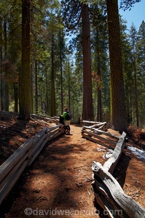 America;American;CA;California;conifer;coniferous-tree;coniferous-trees;conifers;Crane-Flat;forest;forested;forests;giant-redwood;giant-sequoia;giant-sequoia-grove;giant-sequoia-groves;giant-sequoias;hiker;hikers;hiking-path;hiking-paths;hiking-trail;hiking-trails;national-park;national-parks;path;paths;pathway;pathways;people;person;redwoods;route;routes;sequoia;sequoia-grove;sequoia-groves;Sequoiadendron;Sequoiadendron-giganteum;sequoias;Sierra-Nevada;Sierra-Nevada-foothills;Sierra-redwood;Sierran-redwood;States;timber;tourism;tourist;tourists;track;tracks;trail;trails;tramping-trail;tramping-trails;tree;tree-trunk;tree-trunks;trees;truck;trunks;Tuolumne-Grove;Tuolumne-Grove-path;Tuolumne-Grove-track;Tuolumne-Grove-trail;Tuolumne-Grove-walkway;Tuolumne-Sequoia-Grove;U.S.A;UN-world-heritage-area;UN-world-heritage-site;UNESCO-World-Heritage-area;UNESCO-World-Heritage-Site;united-nations-world-heritage-area;united-nations-world-heritage-site;United-States;United-States-of-America;USA;visitor;visitors;walker;walkers;walking-path;walking-paths;walking-trail;walking-trails;walkway;walkways;Wellingtonia;West-Coast;West-United-States;West-US;West-USA;Western-United-States;Western-US;Western-USA;wood;woods;world-heritage;world-heritage-area;world-heritage-areas;World-Heritage-Park;World-Heritage-site;World-Heritage-Sites;Yosemite;Yosemite-N.P.;Yosemite-Nat-Pk;Yosemite-National-Park;Yosemite-NP