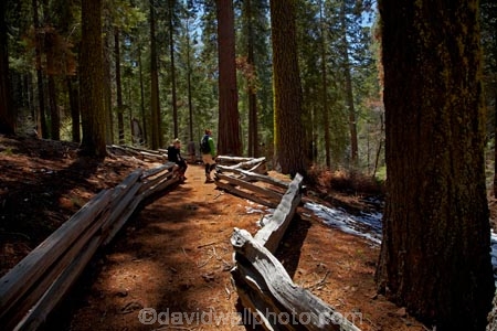 America;American;CA;California;conifer;coniferous-tree;coniferous-trees;conifers;Crane-Flat;forest;forested;forests;giant-redwood;giant-sequoia;giant-sequoia-grove;giant-sequoia-groves;giant-sequoias;hiker;hikers;hiking-path;hiking-paths;hiking-trail;hiking-trails;national-park;national-parks;path;paths;pathway;pathways;people;person;redwoods;route;routes;sequoia;sequoia-grove;sequoia-groves;Sequoiadendron;Sequoiadendron-giganteum;sequoias;Sierra-Nevada;Sierra-Nevada-foothills;Sierra-redwood;Sierran-redwood;States;timber;tourism;tourist;tourists;track;tracks;trail;trails;tramping-trail;tramping-trails;tree;tree-trunk;tree-trunks;trees;truck;trunks;Tuolumne-Grove;Tuolumne-Grove-path;Tuolumne-Grove-track;Tuolumne-Grove-trail;Tuolumne-Grove-walkway;Tuolumne-Sequoia-Grove;U.S.A;UN-world-heritage-area;UN-world-heritage-site;UNESCO-World-Heritage-area;UNESCO-World-Heritage-Site;united-nations-world-heritage-area;united-nations-world-heritage-site;United-States;United-States-of-America;USA;visitor;visitors;walker;walkers;walking-path;walking-paths;walking-trail;walking-trails;walkway;walkways;Wellingtonia;West-Coast;West-United-States;West-US;West-USA;Western-United-States;Western-US;Western-USA;wood;woods;world-heritage;world-heritage-area;world-heritage-areas;World-Heritage-Park;World-Heritage-site;World-Heritage-Sites;Yosemite;Yosemite-N.P.;Yosemite-Nat-Pk;Yosemite-National-Park;Yosemite-NP