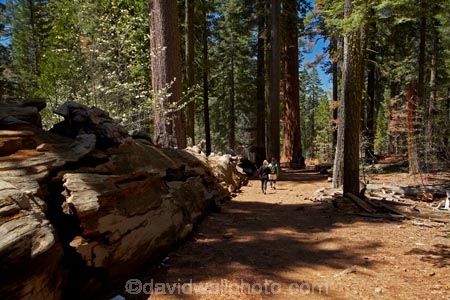 America;American;CA;California;conifer;coniferous-tree;coniferous-trees;conifers;Crane-Flat;forest;forested;forests;giant-redwood;giant-sequoia;giant-sequoia-grove;giant-sequoia-groves;giant-sequoias;hiker;hikers;hiking-path;hiking-paths;hiking-trail;hiking-trails;national-park;national-parks;path;paths;pathway;pathways;people;person;redwoods;route;routes;sequoia;sequoia-grove;sequoia-groves;Sequoiadendron;Sequoiadendron-giganteum;sequoias;Sierra-Nevada;Sierra-Nevada-foothills;Sierra-redwood;Sierran-redwood;States;timber;tourism;tourist;tourists;track;tracks;trail;trails;tramping-trail;tramping-trails;tree;tree-trunk;tree-trunks;trees;truck;trunks;Tuolumne-Grove;Tuolumne-Grove-path;Tuolumne-Grove-track;Tuolumne-Grove-trail;Tuolumne-Grove-walkway;Tuolumne-Sequoia-Grove;U.S.A;UN-world-heritage-area;UN-world-heritage-site;UNESCO-World-Heritage-area;UNESCO-World-Heritage-Site;united-nations-world-heritage-area;united-nations-world-heritage-site;United-States;United-States-of-America;USA;visitor;visitors;walker;walkers;walking-path;walking-paths;walking-trail;walking-trails;walkway;walkways;Wellingtonia;West-Coast;West-United-States;West-US;West-USA;Western-United-States;Western-US;Western-USA;wood;woods;world-heritage;world-heritage-area;world-heritage-areas;World-Heritage-Park;World-Heritage-site;World-Heritage-Sites;Yosemite;Yosemite-N.P.;Yosemite-Nat-Pk;Yosemite-National-Park;Yosemite-NP