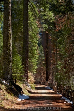 America;American;bark;CA;California;conifer;coniferous-tree;coniferous-trees;conifers;Crane-Flat;forest;forested;forests;giant-redwood;giant-sequoia;giant-sequoia-grove;giant-sequoia-groves;giant-sequoias;hiking-path;hiking-paths;hiking-trail;hiking-trails;national-park;national-parks;path;paths;pathway;pathways;redwoods;route;routes;sequoia;sequoia-grove;sequoia-groves;Sequoiadendron;Sequoiadendron-giganteum;sequoias;Sierra-Nevada;Sierra-Nevada-foothills;Sierra-redwood;Sierran-redwood;States;timber;track;tracks;trail;trails;tramping-trail;tramping-trails;tree;tree-trunk;tree-trunks;trees;truck;trunks;Tuolumne-Grove;Tuolumne-Grove-path;Tuolumne-Grove-track;Tuolumne-Grove-trail;Tuolumne-Grove-walkway;Tuolumne-Sequoia-Grove;U.S.A;UN-world-heritage-area;UN-world-heritage-site;UNESCO-World-Heritage-area;UNESCO-World-Heritage-Site;united-nations-world-heritage-area;united-nations-world-heritage-site;United-States;United-States-of-America;USA;walking-path;walking-paths;walking-trail;walking-trails;walkway;walkways;Wellingtonia;West-Coast;West-United-States;West-US;West-USA;Western-United-States;Western-US;Western-USA;wood;woods;world-heritage;world-heritage-area;world-heritage-areas;World-Heritage-Park;World-Heritage-site;World-Heritage-Sites;Yosemite;Yosemite-N.P.;Yosemite-Nat-Pk;Yosemite-National-Park;Yosemite-NP