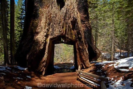 America;American;CA;California;conifer;coniferous-tree;coniferous-trees;conifers;Crane-Flat;Dead-Giant;dead-giant-tunnel-tree;forest;forested;forests;giant-redwood;giant-sequoia;giant-sequoia-grove;giant-sequoia-groves;giant-sequoias;hiking-path;hiking-paths;hiking-trail;hiking-trails;national-park;national-parks;path;paths;pathway;pathways;redwoods;route;routes;sequoia;sequoia-grove;sequoia-groves;Sequoiadendron;Sequoiadendron-giganteum;sequoias;Sierra-Nevada;Sierra-Nevada-foothills;Sierra-redwood;Sierran-redwood;States;timber;track;tracks;trail;trails;tramping-trail;tramping-trails;tree;tree-trunk;tree-trunks;trees;truck;trunks;tunnel-tree;Tuolumne-Grove;Tuolumne-Grove-path;Tuolumne-Grove-track;Tuolumne-Grove-trail;Tuolumne-Grove-walkway;Tuolumne-Sequoia-Grove;U.S.A;UN-world-heritage-area;UN-world-heritage-site;UNESCO-World-Heritage-area;UNESCO-World-Heritage-Site;united-nations-world-heritage-area;united-nations-world-heritage-site;United-States;United-States-of-America;USA;walking-path;walking-paths;walking-trail;walking-trails;walkway;walkways;Wellingtonia;West-Coast;West-United-States;West-US;West-USA;Western-United-States;Western-US;Western-USA;wood;woods;world-heritage;world-heritage-area;world-heritage-areas;World-Heritage-Park;World-Heritage-site;World-Heritage-Sites;Yosemite;Yosemite-N.P.;Yosemite-Nat-Pk;Yosemite-National-Park;Yosemite-NP