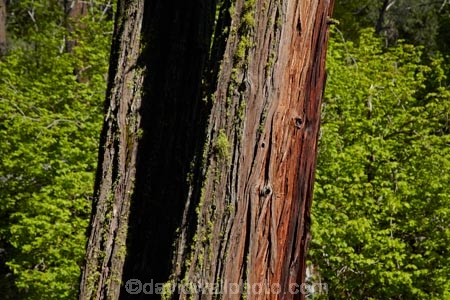 America;American;CA;California;forest;forested;forests;lichen;lichens;Mirror-Lake-Look-Trail;Mirror-Lake-Loop-Trail;Mirror-Lake-Trail;national-park;national-parks;Sierra-Nevada;Sierra-Nevada-foothills;States;Tenaya-Canyon;timber;tree;tree-trunk;tree-trunks;trees;U.S.A;UN-world-heritage-area;UN-world-heritage-site;UNESCO-World-Heritage-area;UNESCO-World-Heritage-Site;united-nations-world-heritage-area;united-nations-world-heritage-site;United-States;United-States-of-America;USA;West-Coast;West-United-States;West-US;West-USA;Western-United-States;Western-US;Western-USA;wood;wooden;world-heritage;world-heritage-area;world-heritage-areas;World-Heritage-Park;World-Heritage-site;World-Heritage-Sites;Yosemite;Yosemite-N.P.;Yosemite-Nat-Pk;Yosemite-National-Park;Yosemite-NP;Yosemite-Valley
