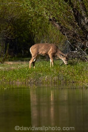 America;American;brook;brooks;CA;California;calm;creek;creeks;deer;doe;does;female;female-deer;females;field;fields;grass;mammal;meadow;meadows;Mirror-Lake;Mirror-Lake-Look-Trail;Mirror-Lake-Loop-Trail;Mirror-Lake-Trail;Mule-deer;national-park;national-parks;Odocoileus-hemionus;paddock;paddocks;pasture;pastures;placid;quiet;reflected;reflection;reflections;serene;Sierra-Nevada;Sierra-Nevada-foothills;smooth;States;still;stream;streams;Tenaya-Canyon;Tenaya-Creek;Tenaya-River;Tenaya-Stream;tranquil;U.S.A;UN-world-heritage-area;UN-world-heritage-site;UNESCO-World-Heritage-area;UNESCO-World-Heritage-Site;united-nations-world-heritage-area;united-nations-world-heritage-site;United-States;United-States-of-America;USA;water;West-Coast;West-United-States;West-US;West-USA;Western-United-States;Western-US;Western-USA;wildlife;world-heritage;world-heritage-area;world-heritage-areas;World-Heritage-Park;World-Heritage-site;World-Heritage-Sites;Yosemite;Yosemite-N.P.;Yosemite-Nat-Pk;Yosemite-National-Park;Yosemite-NP;Yosemite-Valley