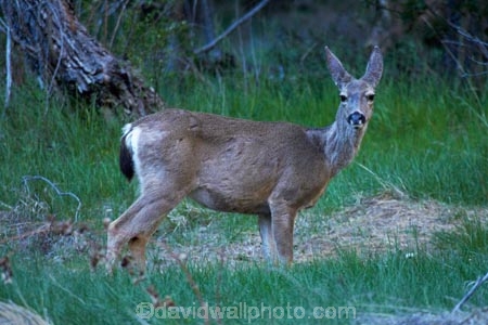America;American;CA;California;deer;doe;does;female;female-deer;females;field;fields;grass;mammal;meadow;meadows;Mirror-Lake-Look-Trail;Mirror-Lake-Loop-Trail;Mirror-Lake-Trail;Mule-deer;national-park;national-parks;Odocoileus-hemionus;paddock;paddocks;pasture;pastures;Sierra-Nevada;Sierra-Nevada-foothills;States;Tenaya-Canyon;U.S.A;UN-world-heritage-area;UN-world-heritage-site;UNESCO-World-Heritage-area;UNESCO-World-Heritage-Site;united-nations-world-heritage-area;united-nations-world-heritage-site;United-States;United-States-of-America;USA;West-Coast;West-United-States;West-US;West-USA;Western-United-States;Western-US;Western-USA;wildlife;world-heritage;world-heritage-area;world-heritage-areas;World-Heritage-Park;World-Heritage-site;World-Heritage-Sites;Yosemite;Yosemite-N.P.;Yosemite-Nat-Pk;Yosemite-National-Park;Yosemite-NP;Yosemite-Valley