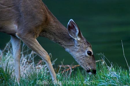 America;American;brook;brooks;CA;California;creek;creeks;deer;doe;does;female;female-deer;females;field;fields;grass;mammal;meadow;meadows;Mirror-Lake;Mirror-Lake-Look-Trail;Mirror-Lake-Loop-Trail;Mirror-Lake-Trail;Mule-deer;national-park;national-parks;Odocoileus-hemionus;paddock;paddocks;pasture;pastures;Sierra-Nevada;Sierra-Nevada-foothills;States;stream;streams;Tenaya-Canyon;Tenaya-Creek;Tenaya-River;Tenaya-Stream;U.S.A;UN-world-heritage-area;UN-world-heritage-site;UNESCO-World-Heritage-area;UNESCO-World-Heritage-Site;united-nations-world-heritage-area;united-nations-world-heritage-site;United-States;United-States-of-America;USA;water;West-Coast;West-United-States;West-US;West-USA;Western-United-States;Western-US;Western-USA;wildlife;world-heritage;world-heritage-area;world-heritage-areas;World-Heritage-Park;World-Heritage-site;World-Heritage-Sites;Yosemite;Yosemite-N.P.;Yosemite-Nat-Pk;Yosemite-National-Park;Yosemite-NP;Yosemite-Valley