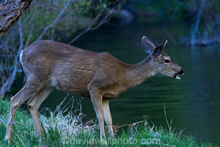 America;American;brook;brooks;CA;California;creek;creeks;deer;doe;does;female;female-deer;females;field;fields;grass;mammal;meadow;meadows;Mirror-Lake;Mirror-Lake-Look-Trail;Mirror-Lake-Loop-Trail;Mirror-Lake-Trail;Mule-deer;national-park;national-parks;Odocoileus-hemionus;paddock;paddocks;pasture;pastures;Sierra-Nevada;Sierra-Nevada-foothills;States;stream;streams;Tenaya-Canyon;Tenaya-Creek;Tenaya-River;Tenaya-Stream;U.S.A;UN-world-heritage-area;UN-world-heritage-site;UNESCO-World-Heritage-area;UNESCO-World-Heritage-Site;united-nations-world-heritage-area;united-nations-world-heritage-site;United-States;United-States-of-America;USA;water;West-Coast;West-United-States;West-US;West-USA;Western-United-States;Western-US;Western-USA;wildlife;world-heritage;world-heritage-area;world-heritage-areas;World-Heritage-Park;World-Heritage-site;World-Heritage-Sites;Yosemite;Yosemite-N.P.;Yosemite-Nat-Pk;Yosemite-National-Park;Yosemite-NP;Yosemite-Valley