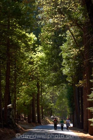 America;American;CA;California;forest;forested;forests;hiking-path;hiking-paths;hiking-trail;hiking-trails;Mirror-Lake-Look-Trail;Mirror-Lake-Loop-Trail;Mirror-Lake-Trail;national-park;national-parks;path;paths;pathway;pathways;people;person;route;routes;Sierra-Nevada;Sierra-Nevada-foothills;States;Tenaya-Canyon;tourism;tourist;tourists;track;tracks;trail;trails;tramping-trail;tramping-trails;tree;trees;U.S.A;UN-world-heritage-area;UN-world-heritage-site;UNESCO-World-Heritage-area;UNESCO-World-Heritage-Site;united-nations-world-heritage-area;united-nations-world-heritage-site;United-States;United-States-of-America;USA;visitor;visitors;walking-path;walking-paths;walking-trail;walking-trails;walkway;walkways;West-Coast;West-United-States;West-US;West-USA;Western-United-States;Western-US;Western-USA;world-heritage;world-heritage-area;world-heritage-areas;World-Heritage-Park;World-Heritage-site;World-Heritage-Sites;Yosemite;Yosemite-N.P.;Yosemite-Nat-Pk;Yosemite-National-Park;Yosemite-NP;Yosemite-Valley