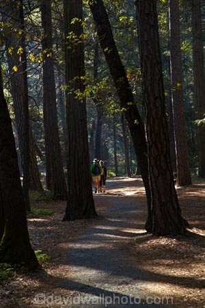America;American;CA;California;Camp-Curry;families;family;forest;forested;forests;hiker;hikers;hiking-path;hiking-paths;hiking-trail;hiking-trails;national-park;national-parks;path;paths;pathway;pathways;people;person;route;routes;Sierra-Nevada;Sierra-Nevada-foothills;States;tourism;tourist;tourists;track;tracks;trail;trails;tramping-trail;tramping-trails;tree;trees;U.S.A;UN-world-heritage-area;UN-world-heritage-site;UNESCO-World-Heritage-area;UNESCO-World-Heritage-Site;united-nations-world-heritage-area;united-nations-world-heritage-site;United-States;United-States-of-America;Upper-Pines-Campground;USA;visitor;visitors;walker;walkers;walking-path;walking-paths;walking-trail;walking-trails;walkway;walkways;West-Coast;West-United-States;West-US;West-USA;Western-United-States;Western-US;Western-USA;world-heritage;world-heritage-area;world-heritage-areas;World-Heritage-Park;World-Heritage-site;World-Heritage-Sites;Yosemite;Yosemite-N.P.;Yosemite-Nat-Pk;Yosemite-National-Park;Yosemite-NP;Yosemite-Valley